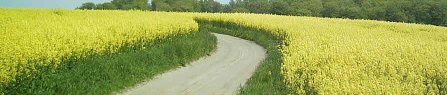 Der Weg zum Bauerberg führt durch ein blühendes Rappsfeld